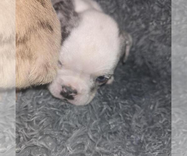 Medium Photo #8 Olde English Bulldogge Puppy For Sale in HAMLER, OH, USA