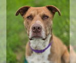 Small #5 American Pit Bull Terrier-Labrador Retriever Mix