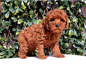 Poodle (Toy) Puppy for sale in LITTLEROCK, CA, USA