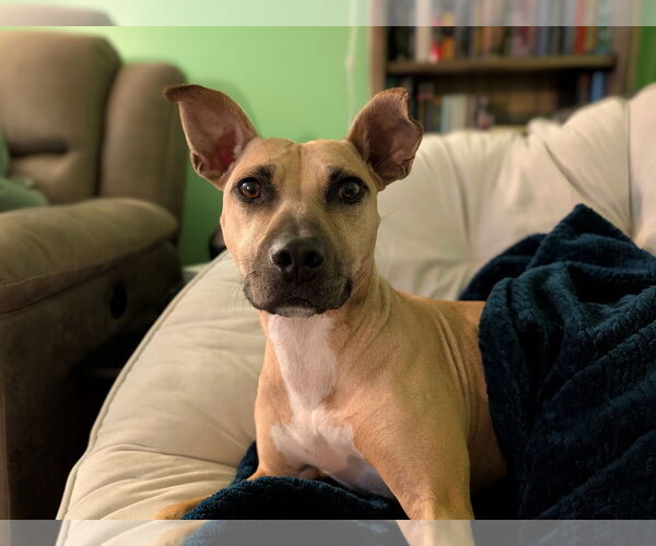 Medium Photo #1 American Staffordshire Terrier-Unknown Mix Puppy For Sale in Arlington, VA, USA