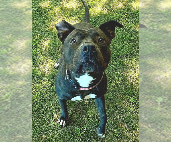Medium Photo #2 American Staffordshire Terrier-Unknown Mix Puppy For Sale in Sacramento, CA, USA