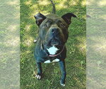 Small #1 American Staffordshire Terrier Mix