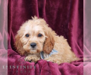 Cockapoo Puppy for sale in NEWVILLE, PA, USA