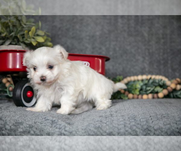 Medium Photo #2 Maltese Puppy For Sale in HOLMESVILLE, OH, USA