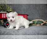 Small #1 Maltese