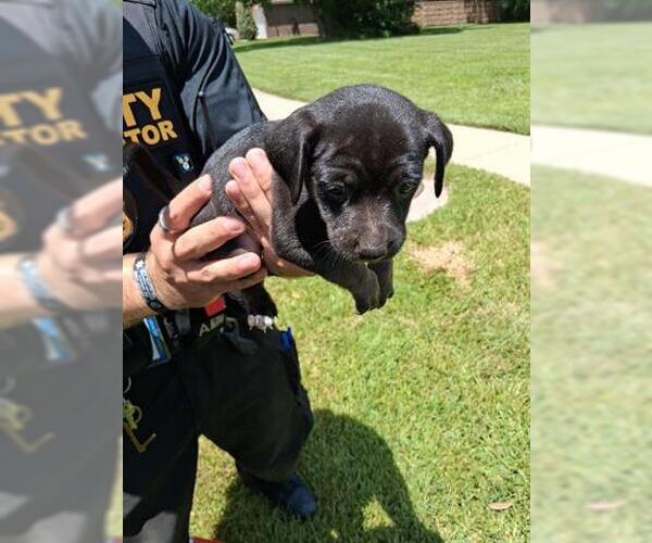 Medium Photo #1 Labrador Retriever-Unknown Mix Puppy For Sale in Houston, TX, USA