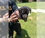 Small Labrador Retriever Mix