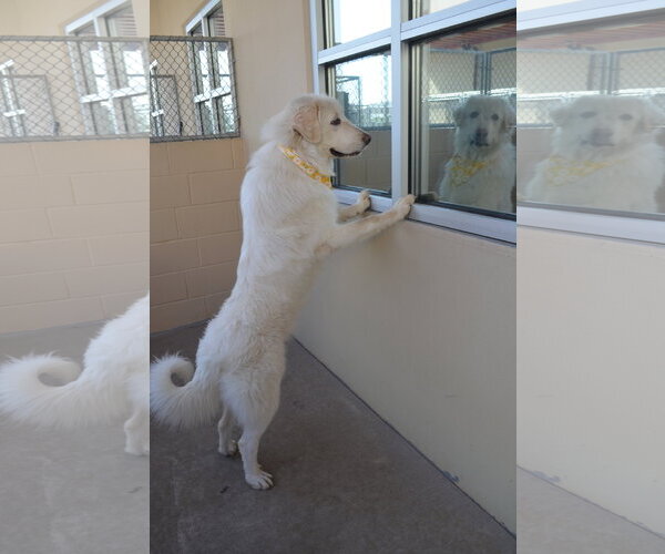 Medium Photo #3 Great Pyrenees-Unknown Mix Puppy For Sale in McKinney, TX, USA