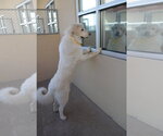 Small #2 Great Pyrenees Mix