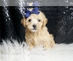 Small #1 Maltipoo