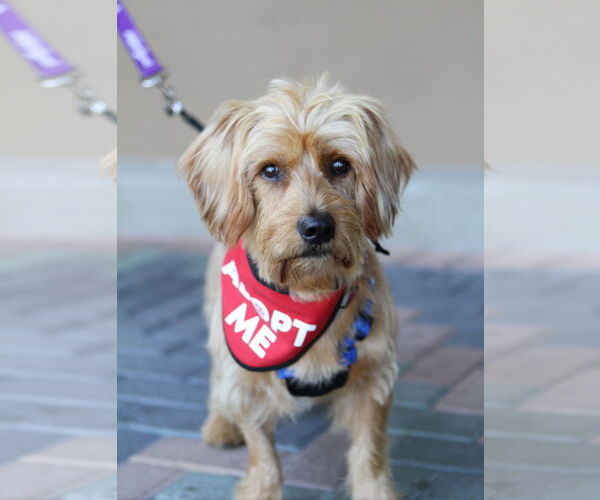Medium Photo #4 Doodle Puppy For Sale in Mission Viejo, CA, USA