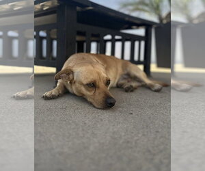 Canelo - Male Chiweenie Dog for Adoption - Photo #8
