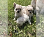 Small Photo #1 Maltipoo Puppy For Sale in OCALA, FL, USA