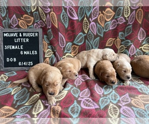 Golden Retriever Puppy for Sale in WEST MIDDLESEX, Pennsylvania USA