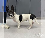 Small Basset Hound Mix