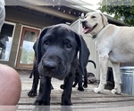 Small Photo #24 German Shorthaired Lab Puppy For Sale in TACOMA, WA, USA