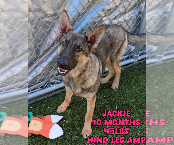 Medium Photo #1 Mutt Puppy For Sale in Woodbury, NY, USA