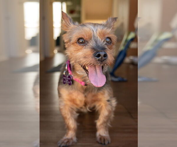 Medium Photo #2 Mutt Puppy For Sale in Mundelein, IL, USA