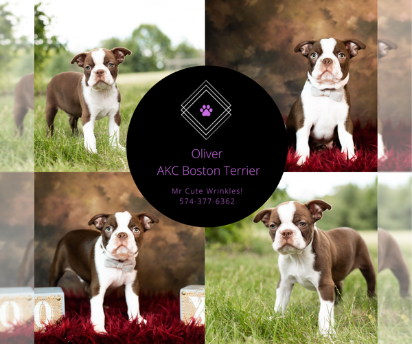 Medium Photo #12 Boston Terrier Puppy For Sale in WARSAW, IN, USA