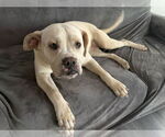 Small #2 Bulldog-Staffordshire Bull Terrier Mix