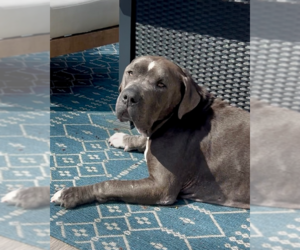 Lucky Loki - Male American Pit Bull Terrier-American Staffordshire Terrier Mix Dog for Adoption - Photo #3