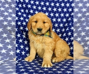 Golden Retriever Puppy for sale in OXFORD, PA, USA