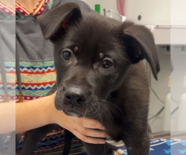 Medium Photo #1 Mutt Puppy For Sale in Chico, CA, USA