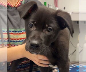 Mutt Dogs for adoption in Chico, CA, USA