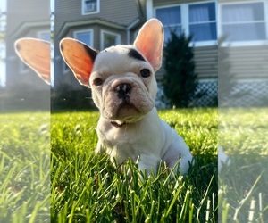 French Bulldog Puppy for sale in SOUTH PLAINFIELD, NJ, USA