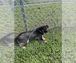 Small #1 German Shepherd Dog Mix