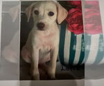 Small #2 Mutt