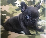 Small Photo #35 French Bulldog Puppy For Sale in CORONA, CA, USA