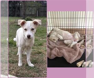 Catahoula Leopard Dog-Unknown Mix Dogs for adoption in San Antonio, TX, USA