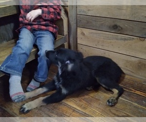 Australian Shepherd Dog for Adoption in COEUR D ALENE, Idaho USA