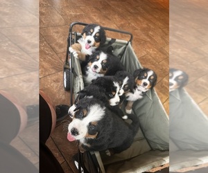 Bernese Mountain Dog Litter for sale in ROME, GA, USA