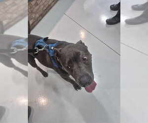 Mutt Dogs for adoption in Temple, TX, USA