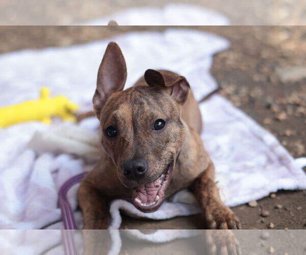Medium Photo #30 Mutt Puppy For Sale in Philadelphia, PA, USA