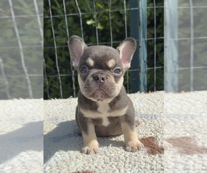 French Bulldog Puppy for sale in LORIS, SC, USA
