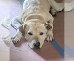 Small #3 Great Dane-Labrador Retriever Mix