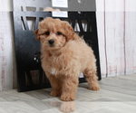 Small Photo #4 Havachon-Poodle (Miniature) Mix Puppy For Sale in MARIETTA, GA, USA