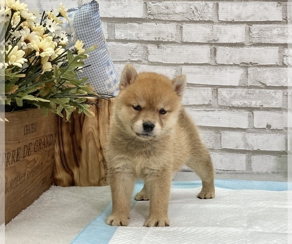 Medium Photo #9 Shiba Inu Puppy For Sale in SAN FRANCISCO, CA, USA