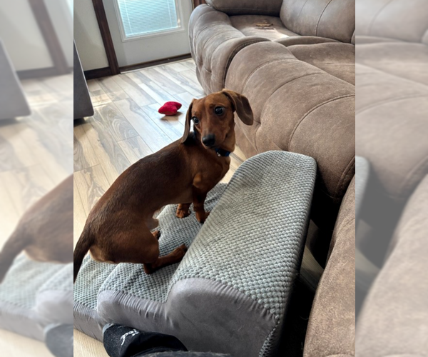Medium Photo #3 Dachshund Puppy For Sale in Sioux Falls, SD, USA