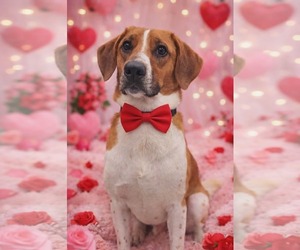 Mutt Dogs for adoption in pomfret, CT, USA