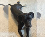 Small #1 Labrador Retriever-Staffordshire Bull Terrier Mix