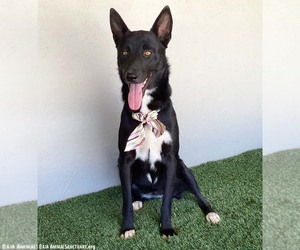 Charlene - Female Mutt Dog for Adoption - Photo #3