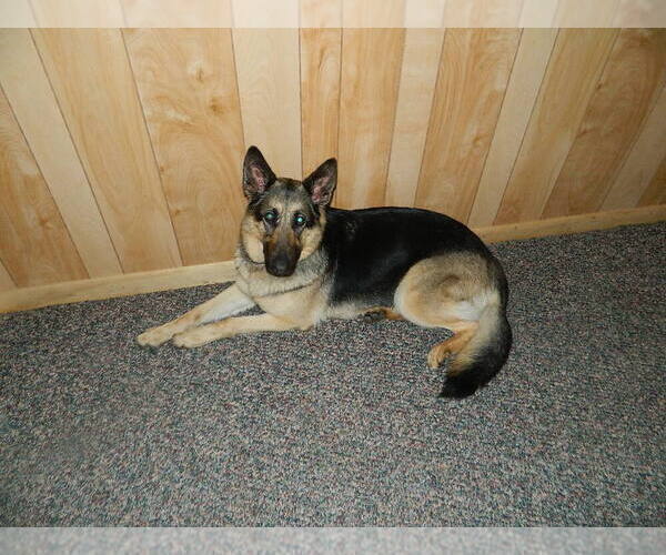 Medium Photo #1 German Shepherd Dog Puppy For Sale in MANVEL, TX, USA