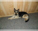 Small Photo #1 German Shepherd Dog Puppy For Sale in MANVEL, TX, USA