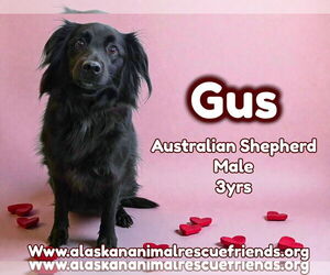 Australian Shepherd Mix Dog for Adoption in Anchorage, Alaska USA