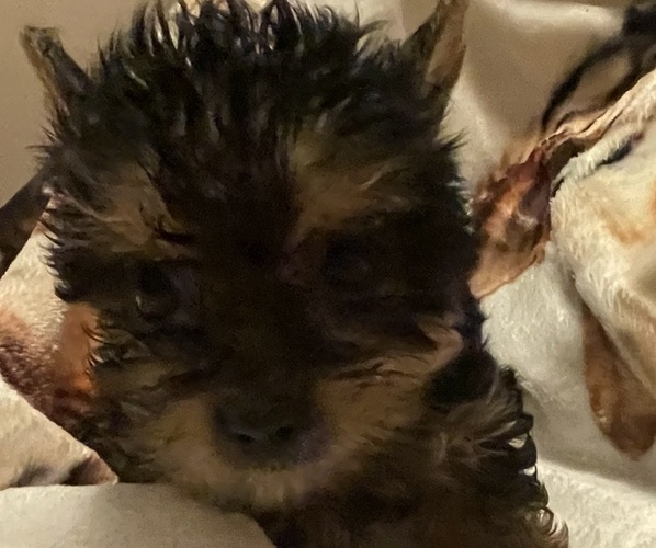 Medium Photo #1 Yorkshire Terrier Puppy For Sale in JOHNSTOWN, PA, USA