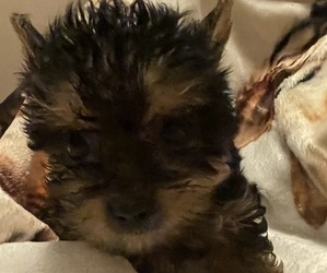 Yorkshire Terrier Puppy for Sale in JOHNSTOWN, Pennsylvania USA